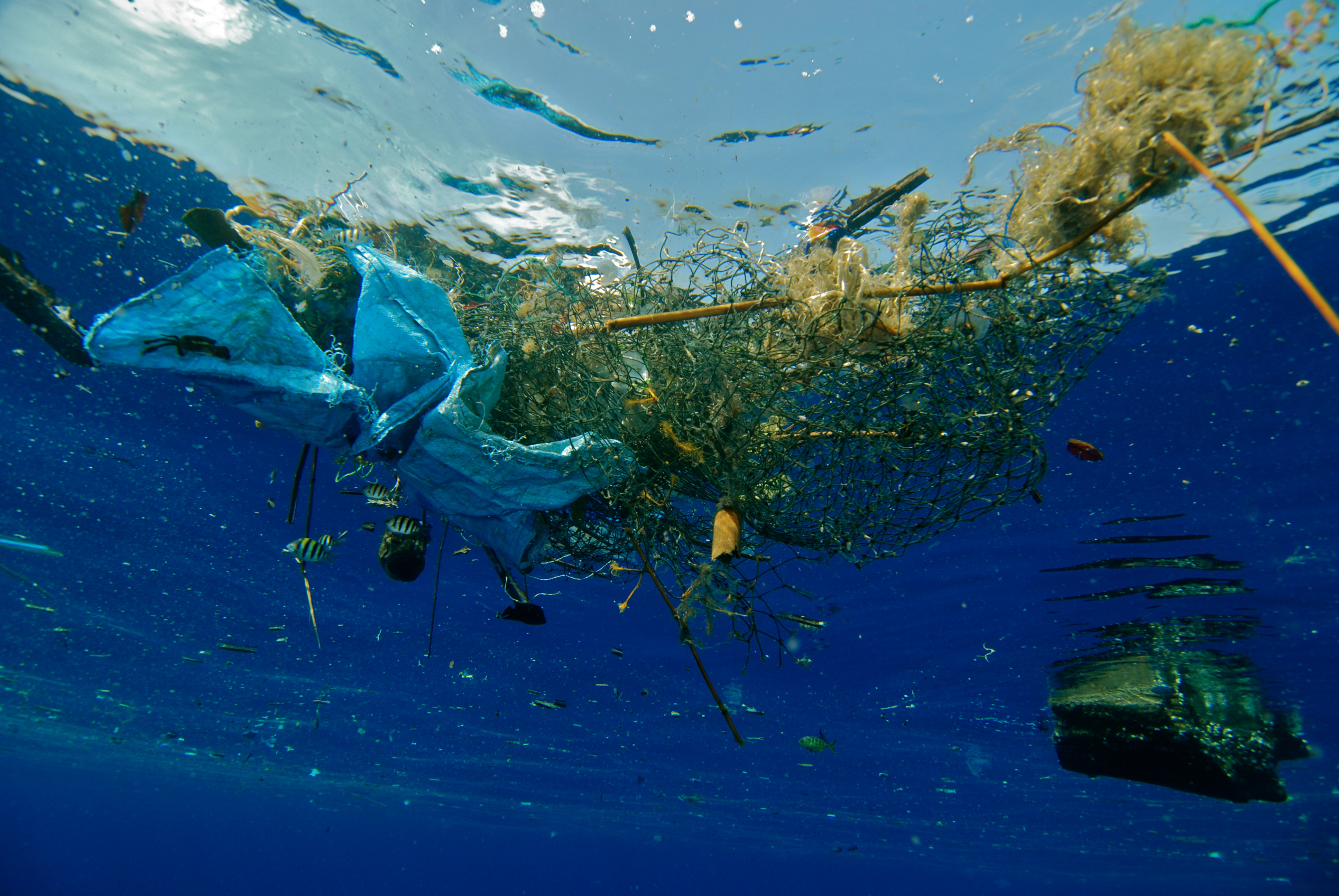 Экологические сообщества мирового океана. Загрязнение мирового океана. Проблемы мирового океана. Экология морей и океанов. Экология мирового океана.